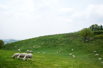 It is a sheep farm in Gangwon Province, Korea.