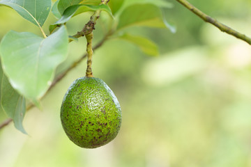 Avocado on plant or Raw avocado on tree fresh product in Thailand's organic farm,Avocado fruit on tree useful for works like brochure, magazine, food business or other industrial