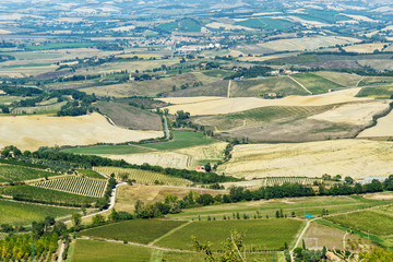 Fototapeta na wymiar View of vineyard and green field. Montalcino countryside, Tuscany, Italy
