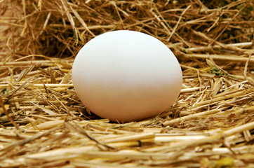 eggs in nest