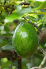 Avocado on plant or Raw avocado on tree fresh product in Thailand's organic farm,Avocado fruit on tree useful for works like brochure, magazine, food business or other industrial