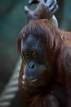 The face of the phlegmatic orangutan orangutan close-up phlegmatic expression