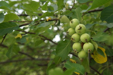 Дикие яблочки.