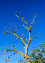 Dry tree on blue sky