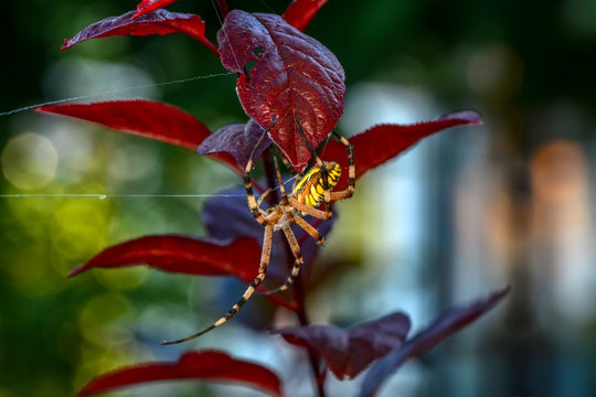 Spider on a spider web- Stock Image     