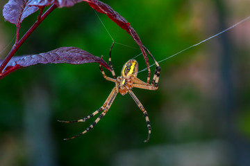 Spider on a spider web- Stock Image     