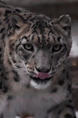 Fototapeta na wymiar Strict face of the snow leopard, close-up