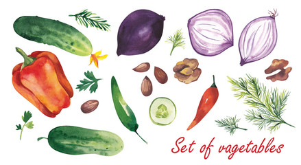  Watercolor illustration. A large set of vegetables such as onions, bell peppers, cucumbers, paprika, chili, herbs and nuts on a white background.