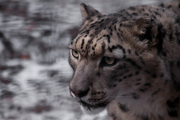 Strict face of the snow leopard, close-up