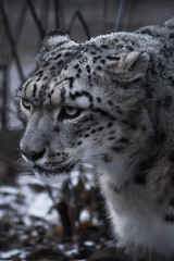 Fototapeta premium Strict face of the snow leopard, close-up