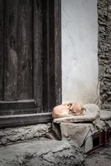Fotobehang sleepy poor dog © onuryumlu
