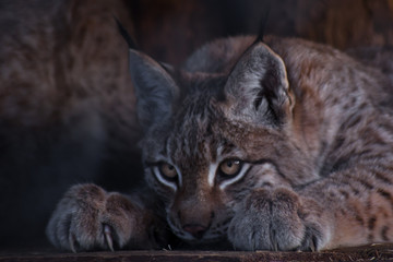 Naklejka na ściany i meble Lynx lurking in ambush close-up, tense posture, legs with sharp claws