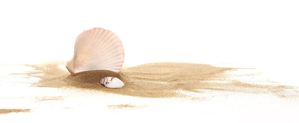 Seashell in sand pile isolated on white background - obrazy, fototapety, plakaty