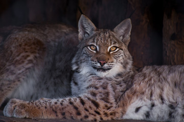 The lynx imposingly lies and looks with its clear eyes forward; the paw is extended