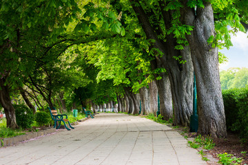 Fototapeta premium alley with chestnut trees in blossom. benches on the pavement