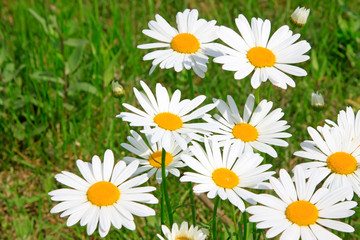 Obraz na płótnie Canvas White flowers in the garden