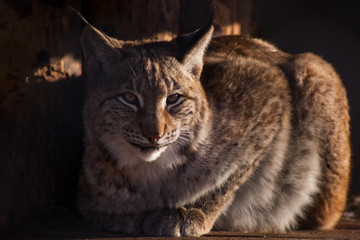 The lynx imposingly lies and looks with its clear eyes forward; the paw is extended