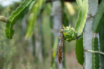Fresh raw dragon-fruit in farm or Pitahaya fruit growing in or ganic farm