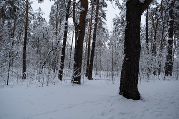 Beautiful fairy-tale winter forest. Pines.