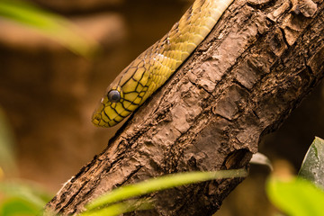 Snake mamba on the trunk.