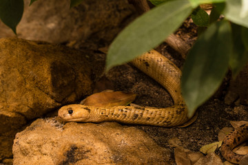 Cobra caps on stone.