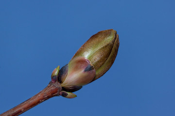 Fresh bud of blossoming canadian maple against the blue sky. Acer nigrum or black maple. Isolated object.