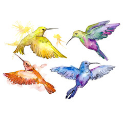 Colibri in a wildlife. Watercolor background illustration set. Isolated hummingbird illustration element. © yanushkov