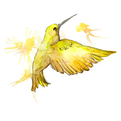 Yellow colibri in a wildlife watercolor background illustration set. Isolated hummingbird illustration element. © yanushkov