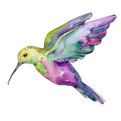 Green purple colibri in a wildlife. Watercolor background illustration set. Isolated hummingbird illustration element. © yanushkov