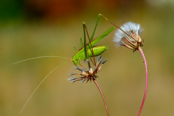 Grasshopper macro in green nature - Stock Image