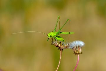 Grasshopper macro in green nature - Stock Image