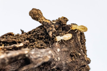 Close up Termite and texture and structure the termite nests in decaying trunk of the old falling tree Termite in Termite mound, Termite nest, home of Termite on white background