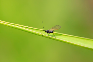 Black aphids on plants