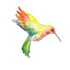 Yellow green colibri in a wildlife. Watercolor background illustration set. Isolated hummingbird illustration element.
