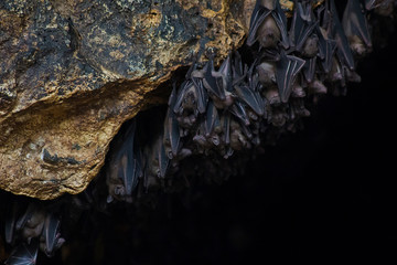 Many bats in cave Pura Goa Lawah Temple in Bali, selective focus