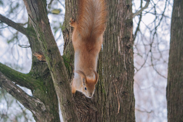 Squirrel on the tree branch. Sitting on the branch and eats nuts.	Close up portrait young squirrel. Small squirrel in the winter park.