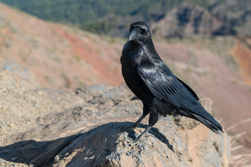 Krähen auf dem Roque de los Muchachos auf La Palma