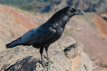 Krähen auf dem Roque de los Muchachos auf La Palma