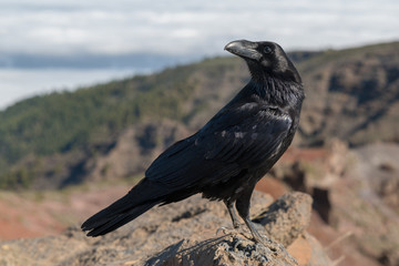 Krähen auf dem Roque de los Muchachos auf La Palma