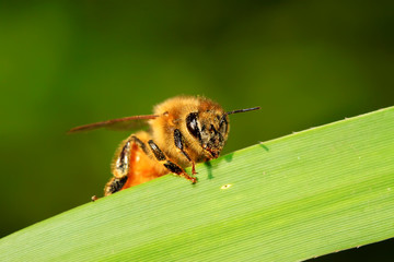 Plakat bees on plant leaves