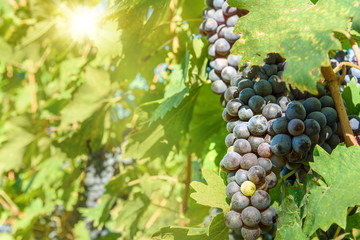 Grape harvest of Vineyard in Chianti region. Tuscany. Italy