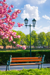 bench on the embankment near the lantern and sakura tree in blossom. wonderful springtime scenery...