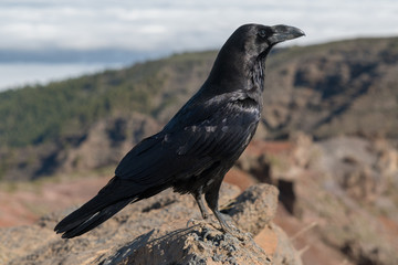 Krähen auf dem Roque de los Muchachos auf La Palma
