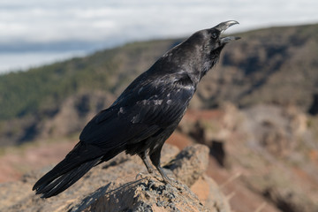 Krähen auf dem Roque de los Muchachos auf La Palma