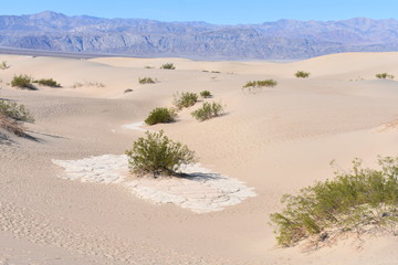 Fototapeta na wymiar Dune de sable dans la vallée de mort