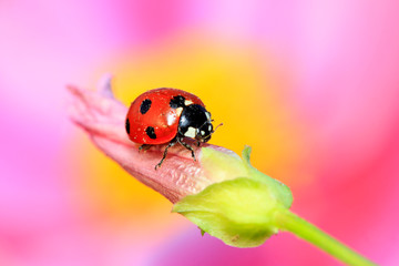 lady beetle eat aphids on the flowers