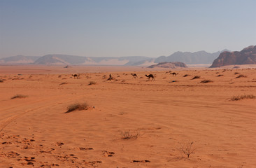 Fototapeta na wymiar Wild camels in desert. Wadi Rum, Jordan. Camels walking in the desert