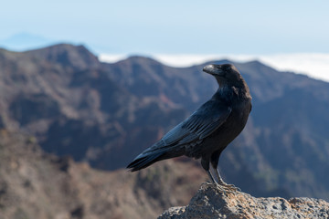 Krähen auf dem Roque de los Muchachos auf La Palma