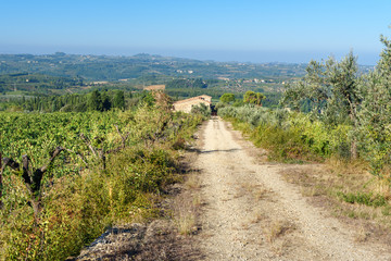 Fototapeta na wymiar Vineyard in Chianti region. Tuscany. Italy