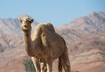 Portrait ofcamel looking straight into my camera. Camel in Jordan desert, funny close up. Humorous photo of camel. Wadi Rum, Jordan. Animal in desert